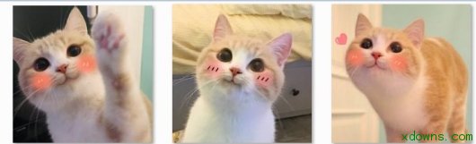 网红猫bobi酱qq表情包大全