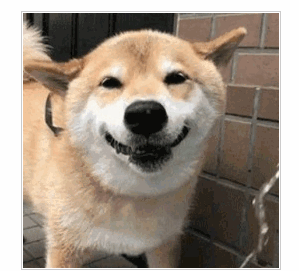 柴犬迷之微笑图片gif微信qq表情 v1.0 绿色版