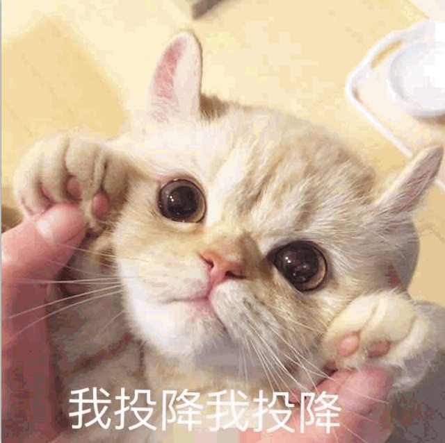 我投降我投降qq表情包